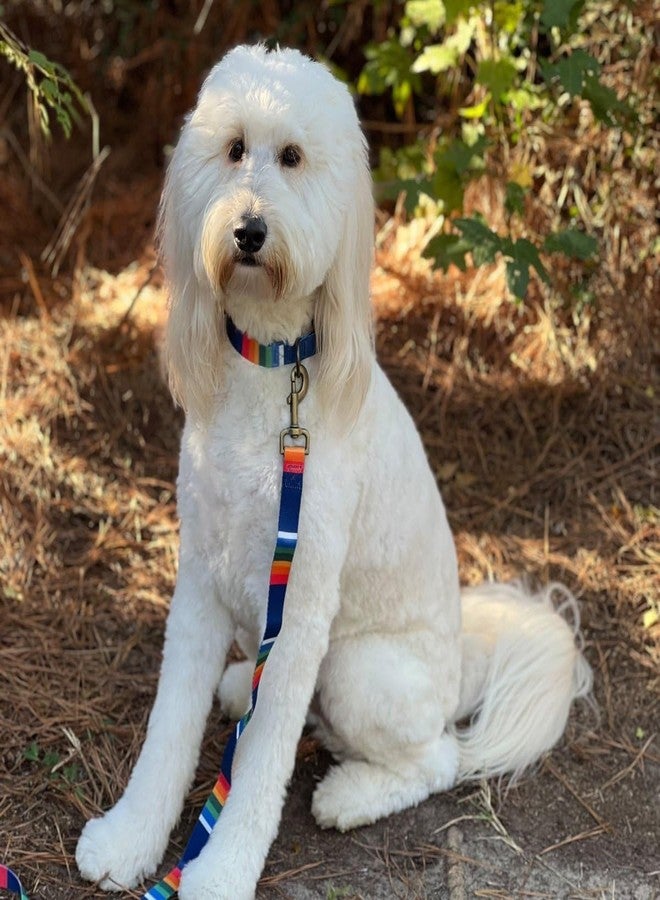 Pendleton Zion National Park Adventure Dog Collar - Small Size - Red, Blue, and Yellow Striped Pattern - Image 2